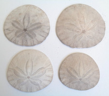 Set of 4 Sand Dollar Natural Coastal Decor Crafts