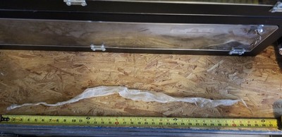 4x 3' cruelty free natural snake skin shed taxidermy