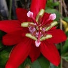 Vine Red Vitifolia Passion Flower Vine Passiflora STARTER Plant