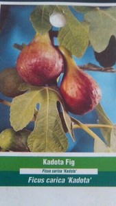 KADOTA-FIG-TREE-Live-Plant-Fruit-Trees-Healthy-Figs-Plants-Home-Garden-Orchards