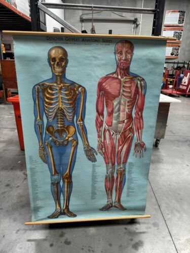 Vintage Denoyer & Geppert Anatomy Series Wall Hanging Chart Doctor Medical - Picture 1 of 14