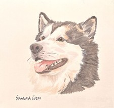 Alaskan Malamute Original Watercolor by Sandra Coen Head Study 3/4