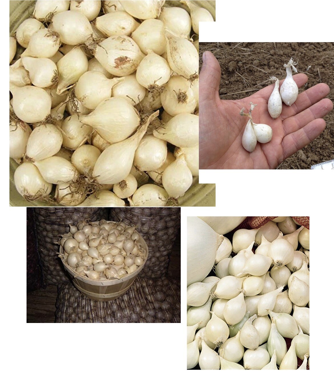 White Onion Sets Organic Grown NonGMO 100 Sets Bulbs Spring 2024 For
