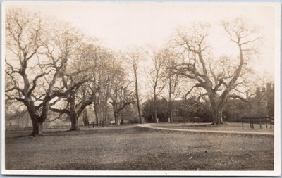Park große reife Bäume Anwesen Wald Weg Szene RPPC Vintage Postkarte