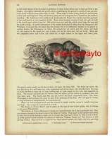 Koala, With Baby Book Illustration (Print), 1896