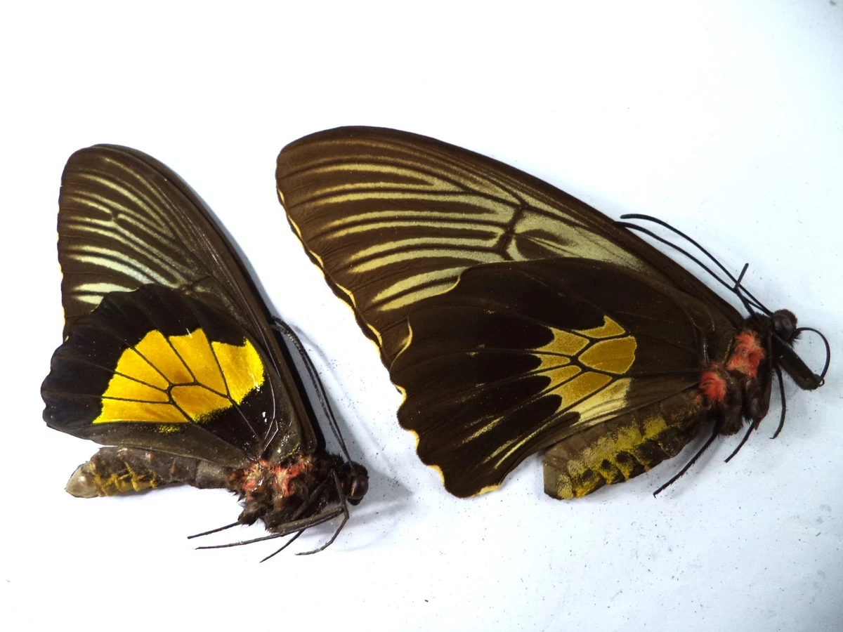 Ornithoptera Butterfly for sale | eBay