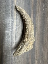 Unique Goat / Bison / Fossil Horn Unknown Species