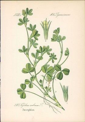Chromolithographie : Zwergklee. Rauer Klee. Trifolium scabrum L. Leguminosae. Ha