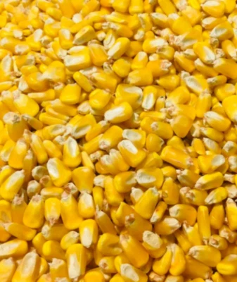 WISCONSIN BRAND Corn Whole Kernel 9 Lbs Deer Rabbit Bird Animal Wildlife Feed Arts Crafts Seed