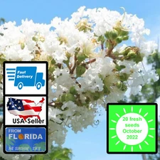 20 white lace CREPE MYRTLE seeds Tree Shrub Lagerstroemia Indica Natchez seed
