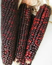 Red Corn Seeds 100 Bloody Butcher High Protein Bread Flour Organic 1840 Heirloom