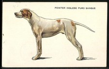 Puntatore Inglese Puro Sangue, Ritratto, Cartolina 1920 