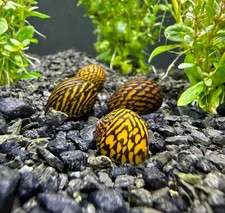 3 Zig Zag Nerite Snails Freshwater Snails