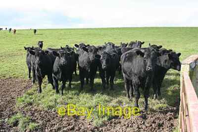 Photo 6x4 Aberdeen-Angus Cattle Lethenty/NJ8041 As soon as I got out of  c2007