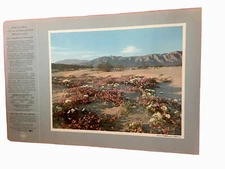  Chevron Standard Oil Western Scenic Photo  Print Desert Wildflowers  , Ca. # 9