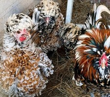 6 + Polish hatching eggs.  CandyCorn Tolbunt Blue Gold Laced Buff Frizzle