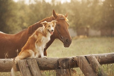 Wandbild: Red border collie dog and horse together at sunset in summer [...]