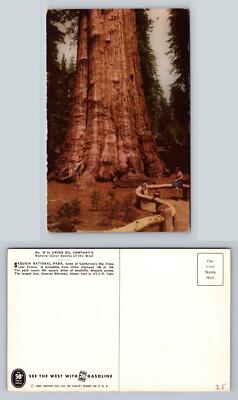 Sequoia National Park Giant Sequoia Tree Postcard Vintage Nature Scene