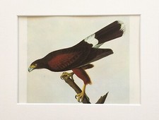 HARRIS HAWK - AUDUBON 1966 Vintage Mounted Colour Bird Print 102