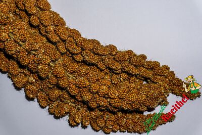(13,30 / kg) Kolbenhirse rot 1 kg Hirse Kolben Wellensittich Kanarien Exoten