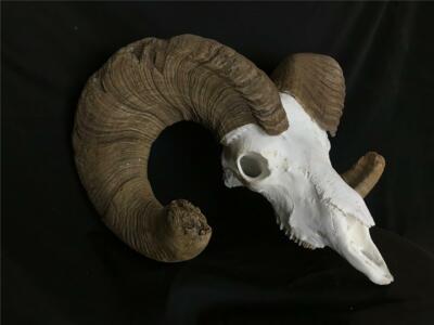 B C 180 Bighorn Sheep Repro Horns Deer Elk Antlers Antler Taxidermy Ebay