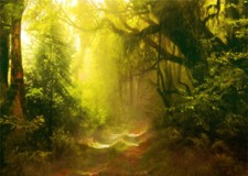 Jungle Forest Backdrop Pristine Natural Scenery Background Photo Studio Props