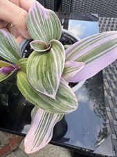 tradescantia nanouk,established Plant,9cm Pot