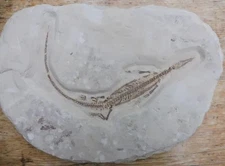 Mesosaurus brasiliensis - Brazil - Permian