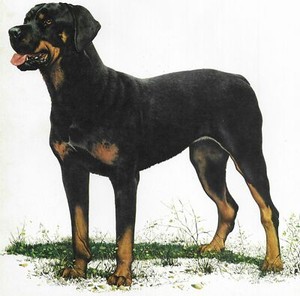 Rottweiler - CUSTOM MATTED - 1976 Vintage Dog Art Print - Cozzaglio