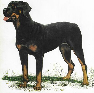 Rottweiler - CUSTOM MATTED - 1976 Vintage Dog Art Print - Cozzaglio