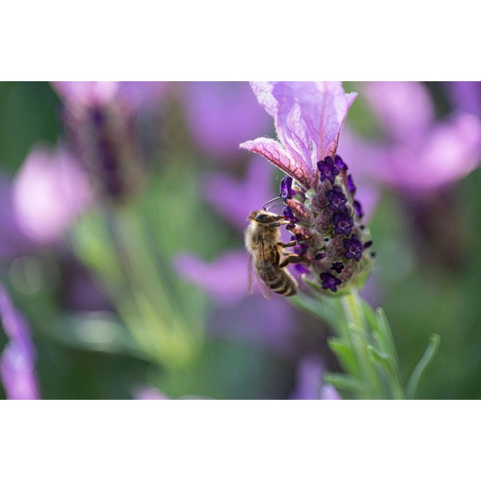100 Spanish Lavender Seeds Castillano Lavandula Seeds Evergreen Perennial 2 eBay