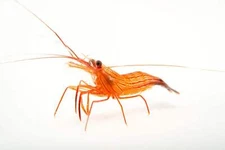 5-Pack Peppermint Shrimp – Reef Safe Aiptasia Control (Lysmata wurdemanni)