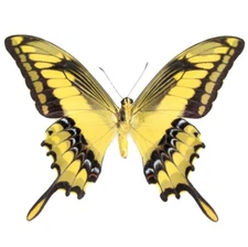Papilio thoas king swallowtail verso yellow black butterfly Peru wings closed