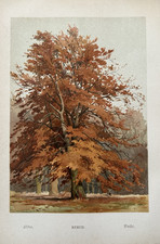Antique Print Beech Tree c1800's Botanical Colour Victorian Illustration