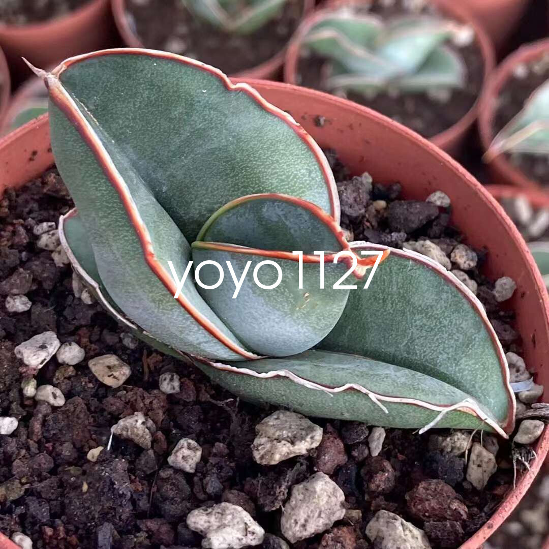 RareSucculent Plant Short leaf Sansevieria ehrenbergii 'Banana'