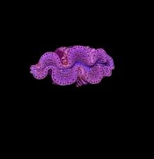 WYSIWYG Gold Tridacna Maxima Clam – Live Saltwater Clam for Reef Tanks