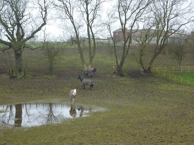 Foto A2 Pferde am Windy Ridge Shirebrook Die Farm mit Staunässe fie c2013