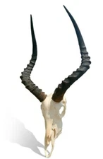 Real Impala Skull - Genuine Impala  Skull - African Antelope Cranium Taxidermy