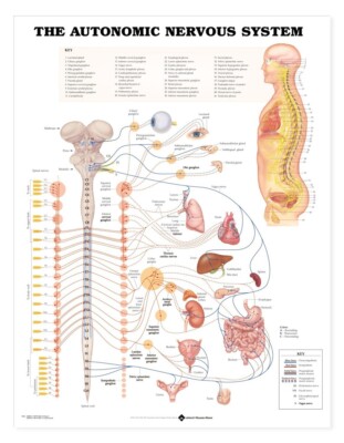 Das autonome Nervensystem Anatomische Wandtafel