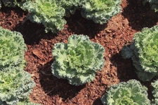 DWARF SIBERIAN KALE 250 SEEDS NON-GMO FRESH FOR GARDENS