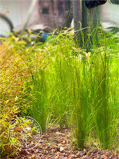 Dwarf Hairgrass, Eleocharis pusilla parvula , Live Aquarium/Aquatic/Foreground