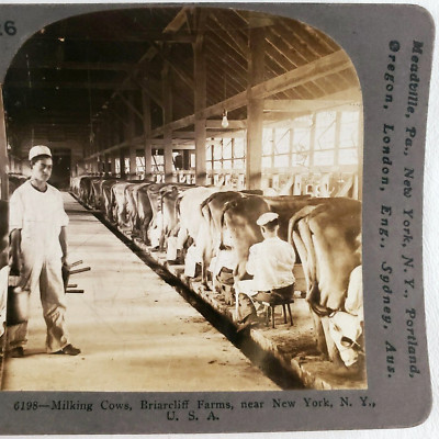 Briarcliff Farms Milking Cows Stereoview c1905 New York Barn Butts Farmers D480