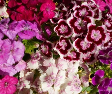 500+ Royal Bloom Mix Dianthus Seeds US SELLER Annual Flowers Seed Carnation Bulk