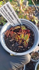 Japanese Balloon Berry/Strawberry-Raspberry/Roseberry  9cm Pot - Grown in Wales