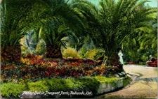 Postcard Pansy Bed in Prospect Park Redlands Cal