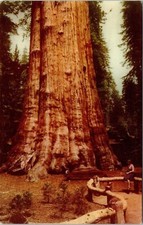 Sequoia National Park Big Tree Fresno Hwy 180 198 General Sherman Postcard 76