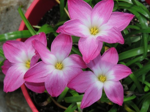 Rain Lily, Zephyranthes Labufarosea Lucky All Over, 1 bulb, NEW, habranthus - Picture 4 of 5