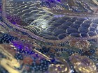 Antique Hand-Painted “Satsuma” Plate — photo 3