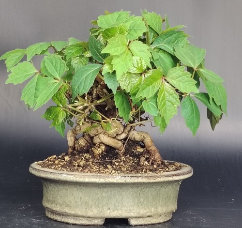 SHOHIN Bonsai di vite giapponese Parthenocyssus tricuspidata -TSUTA japanese ivy