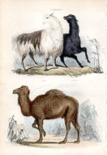 1851 CUVIER HC ENGRAVING alpaca, black llama, dromedary